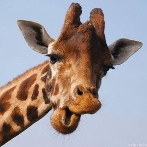 Meet your Posher, Andy